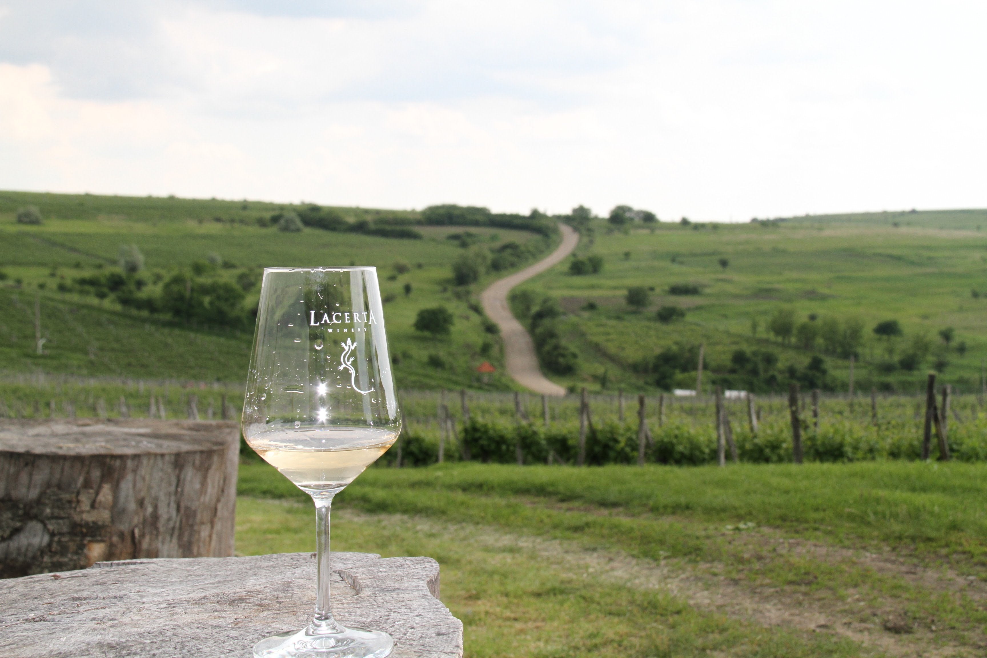 ルーマニアの熟成ソーヴィニヨン・ブラン – ルーマニア・モルドバ