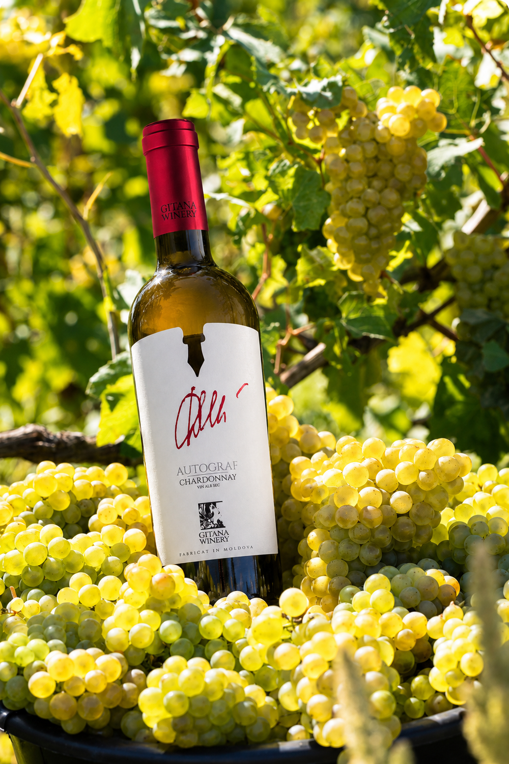 オートグラフシャルドネ 2019（Autograf chardonnay）